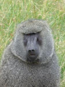 Baboon close up
