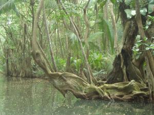 Dominica Indian River 1