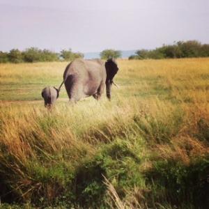 elephant